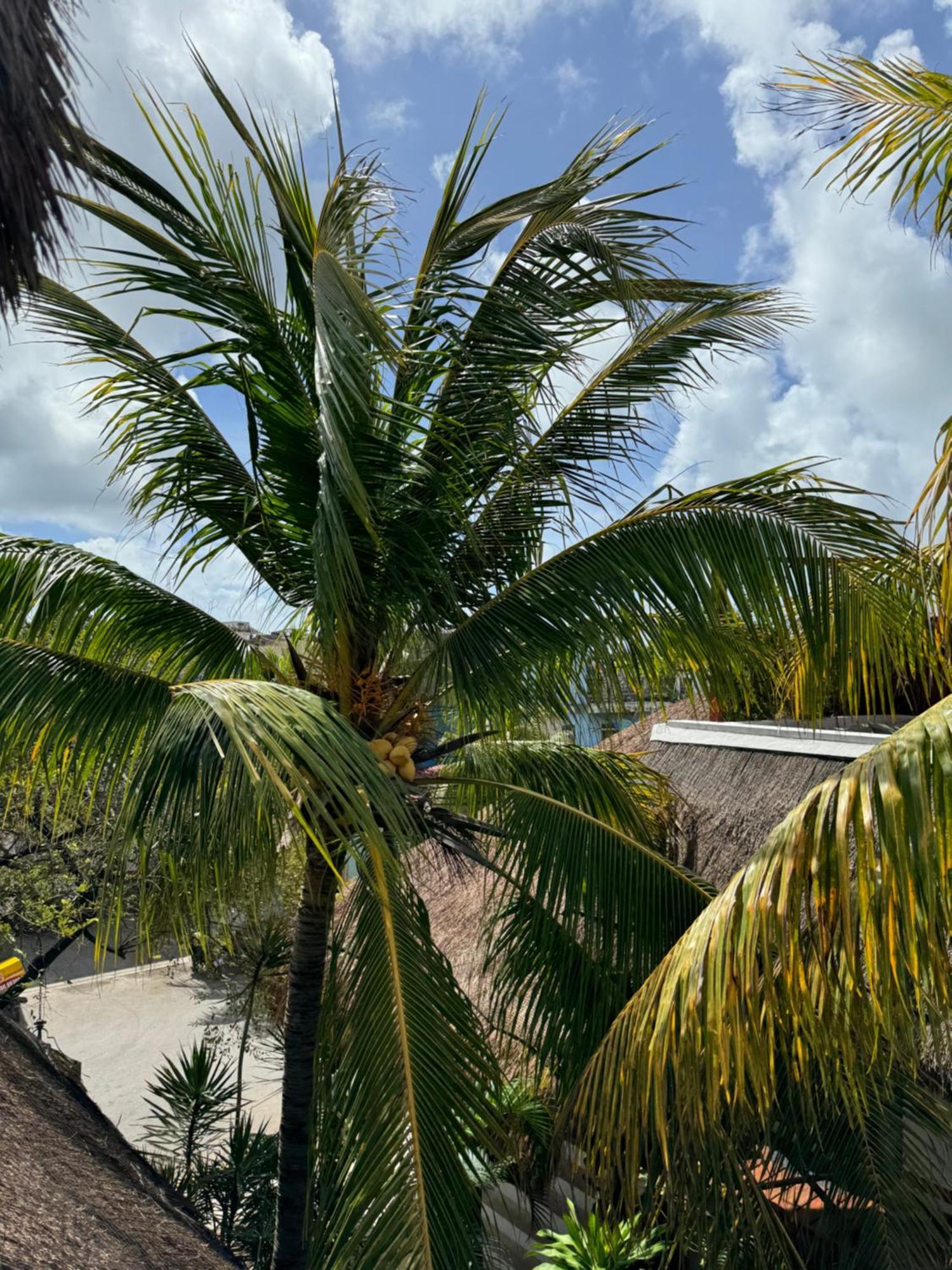 Kin Ha Tulum Hotel מראה חיצוני תמונה